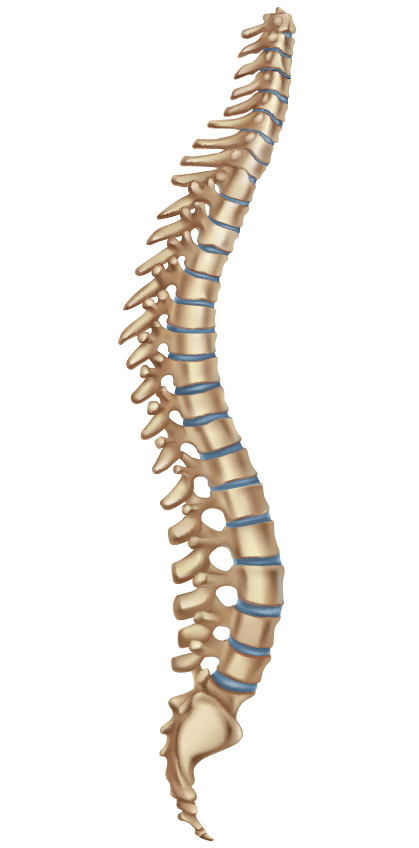 sydney spine surgery northern beaches